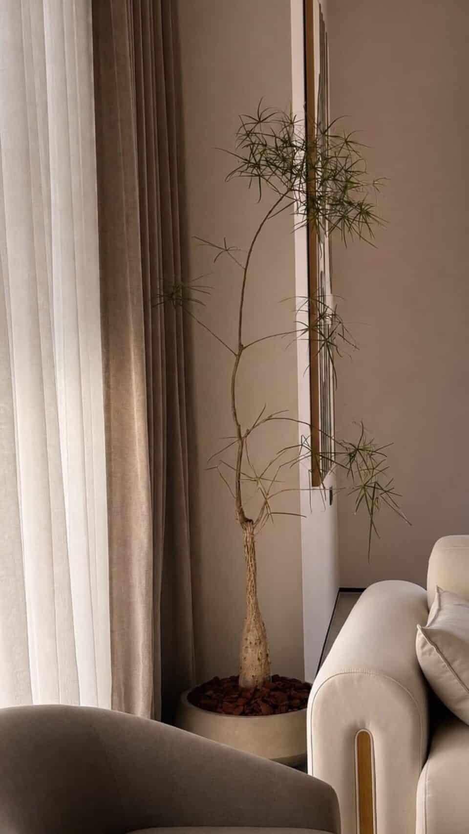 קערת KIM | עץ אהבה בריכנטון